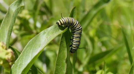 Video thumbnail: Nature Citizen Science Story: Monarch Larva Monitoring Project