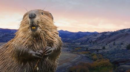 Video thumbnail: Overview Want to Solve Wildfires and Drought? Leave it to BEAVERS!