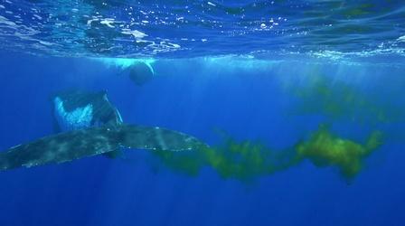 Video thumbnail: NOVA Could Whale Poop Help Cool the Planet?