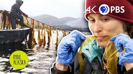 Video thumbnail: Indie Alaska Could Seaweed Help Save the Planet? | INDIE ALASKA